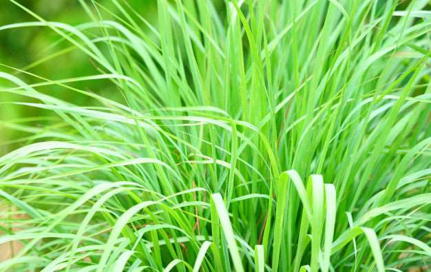 Vitality in Lemongrass: Exploring Health Benefits