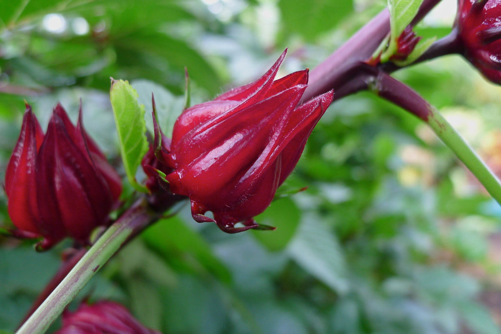 Exploring the Health Benefits of Hibiscus: A Multipurpose Plant