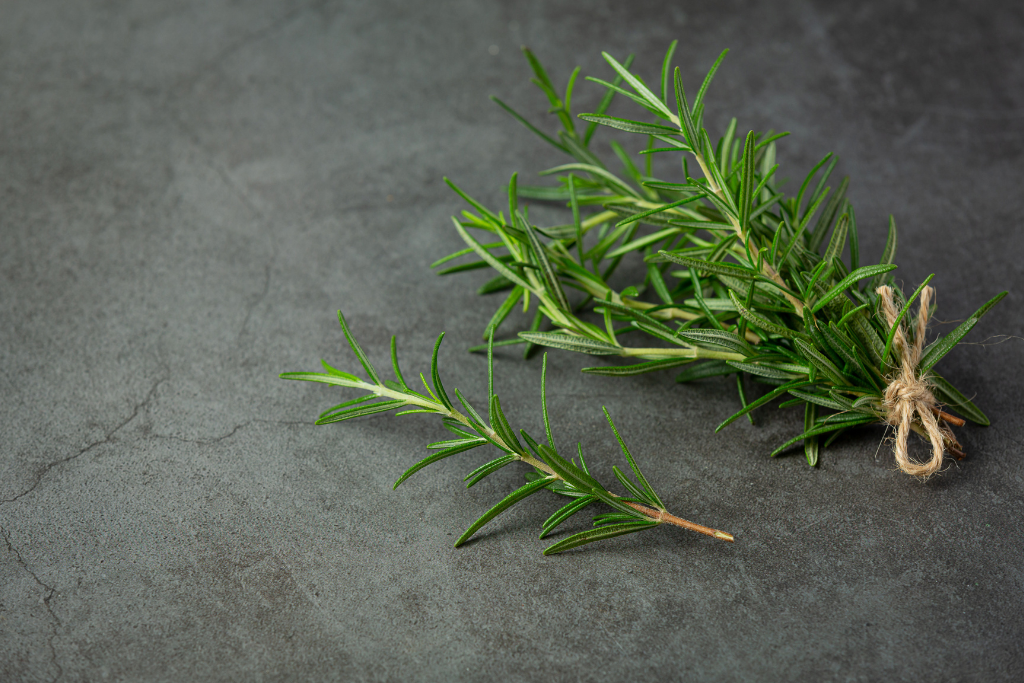 Himalayan Rosemary